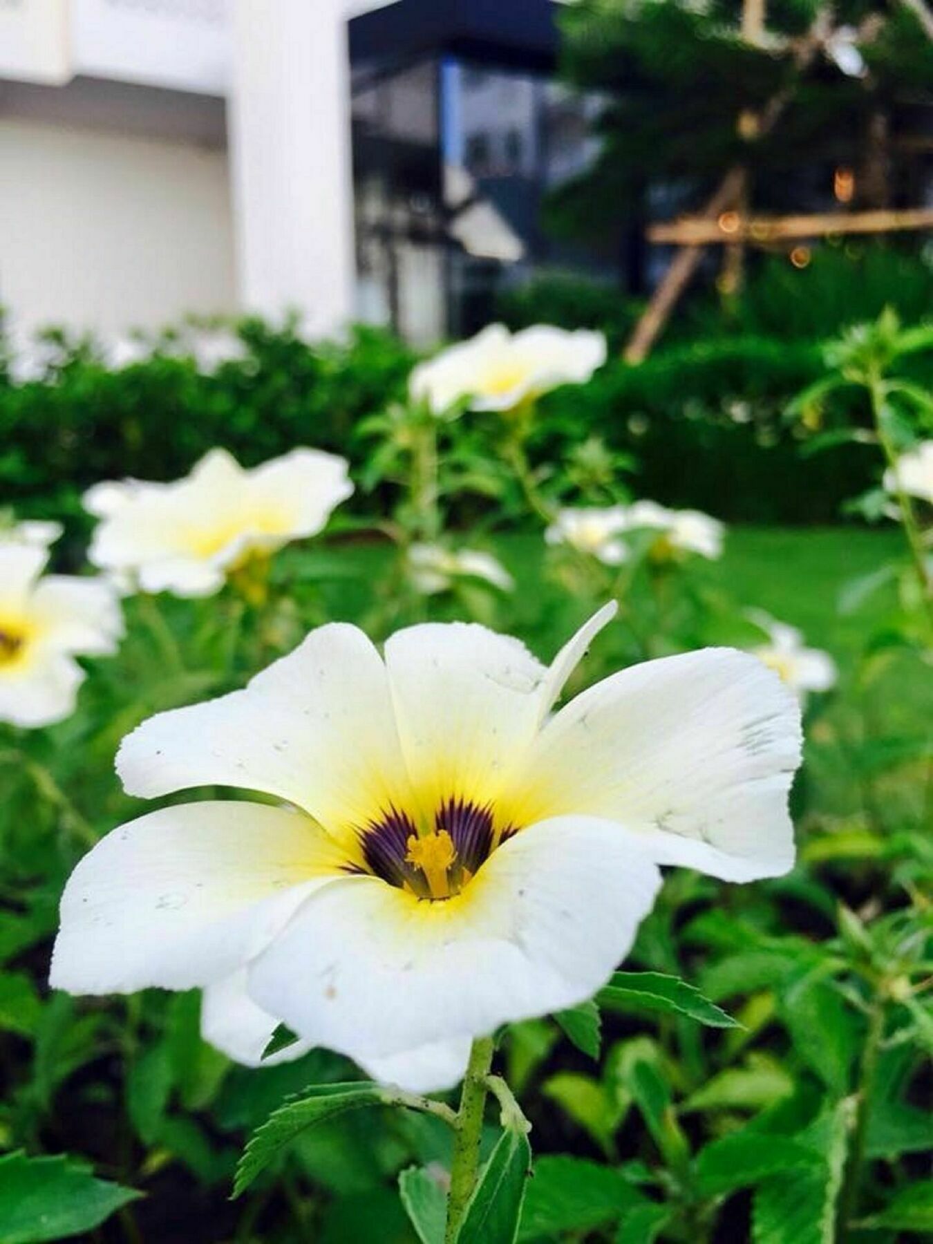 فندق بوتيك كوراناري كورتيارد ناخون راتشاسيما المظهر الخارجي الصورة